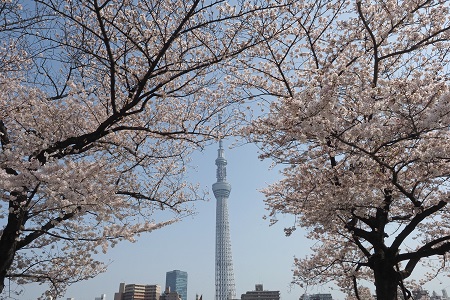 隅田公園桜まつりの写真