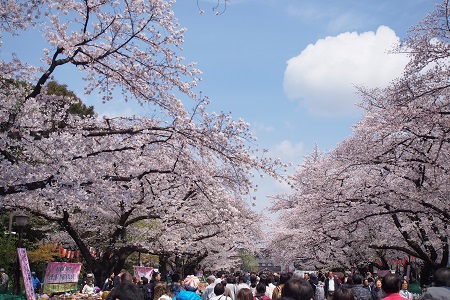 うえの桜まつりの写真