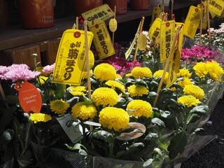 谷中菊まつりの写真