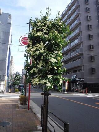 街路樹