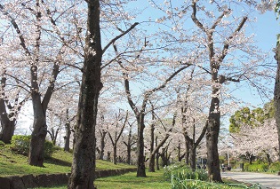 隅田公園の写真
