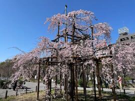 隅田公園‗現在の写真4