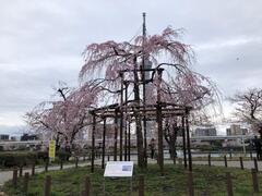 滝桜支柱
