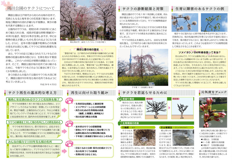 桜再生パンフレット02