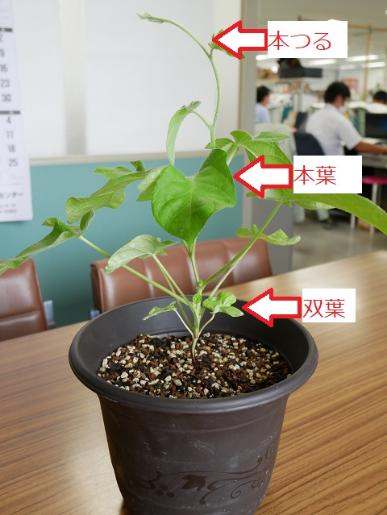 区の花 あさがお の育て方 台東区ホームページ