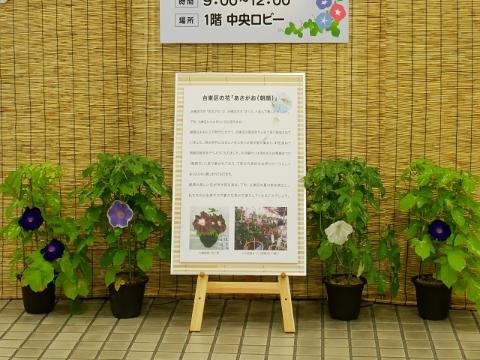 区の花 あさがお の育て方 台東区ホームページ