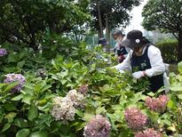 アジサイの剪定