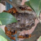 アシナガバチの巣の様子