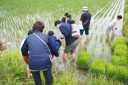 田んぼの中に入って生き物を調査している様子