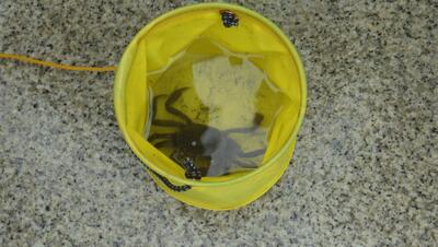 釣りあげたキビレの画像