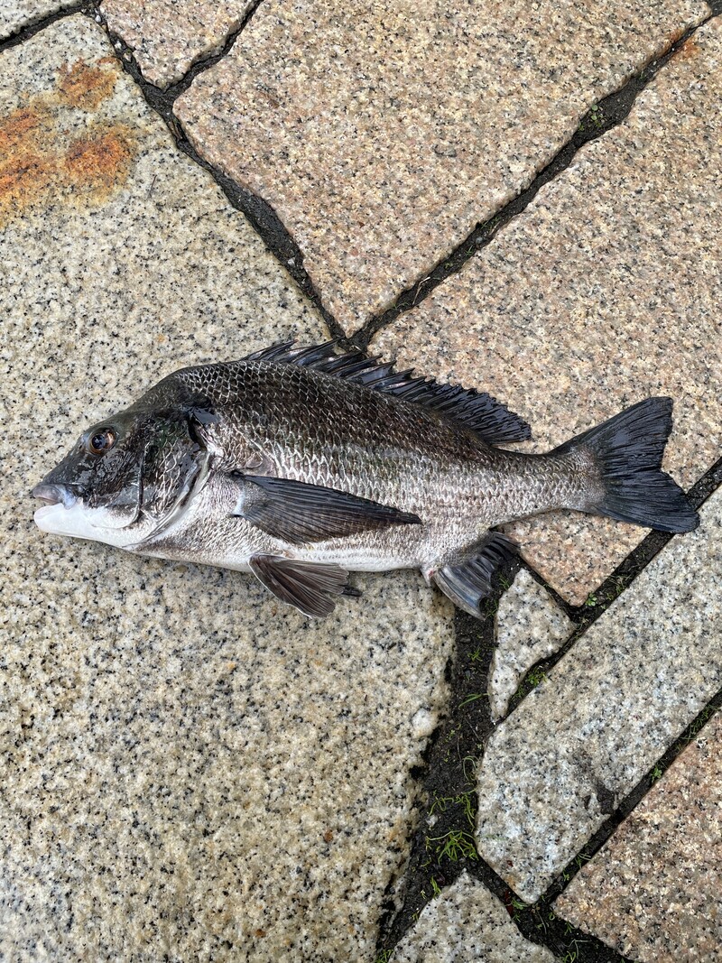 ハゼを釣ったこどもの様子