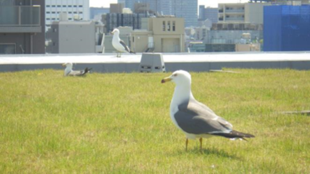 屋上のウミネコ写真