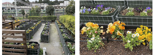 プレゼント予定の花の苗