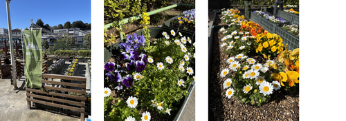 プレゼント予定の花の苗