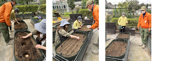 ジャガイモと人参の植え付け作業