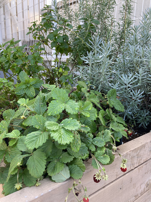 松坂屋上野店屋上菜園