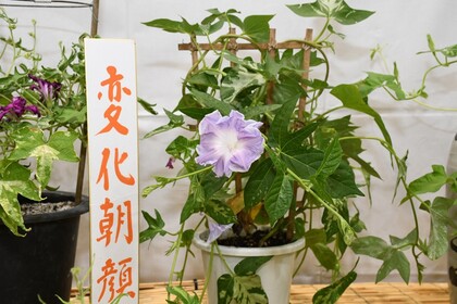 変化朝顔の写真