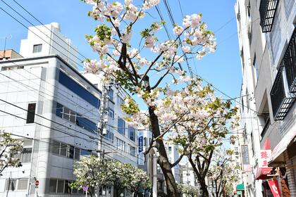 一葉桜・小松橋通りに咲く一葉桜の写真