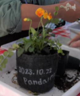 寄せ植え体験の写真